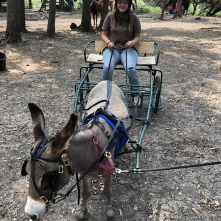 Cart Rides