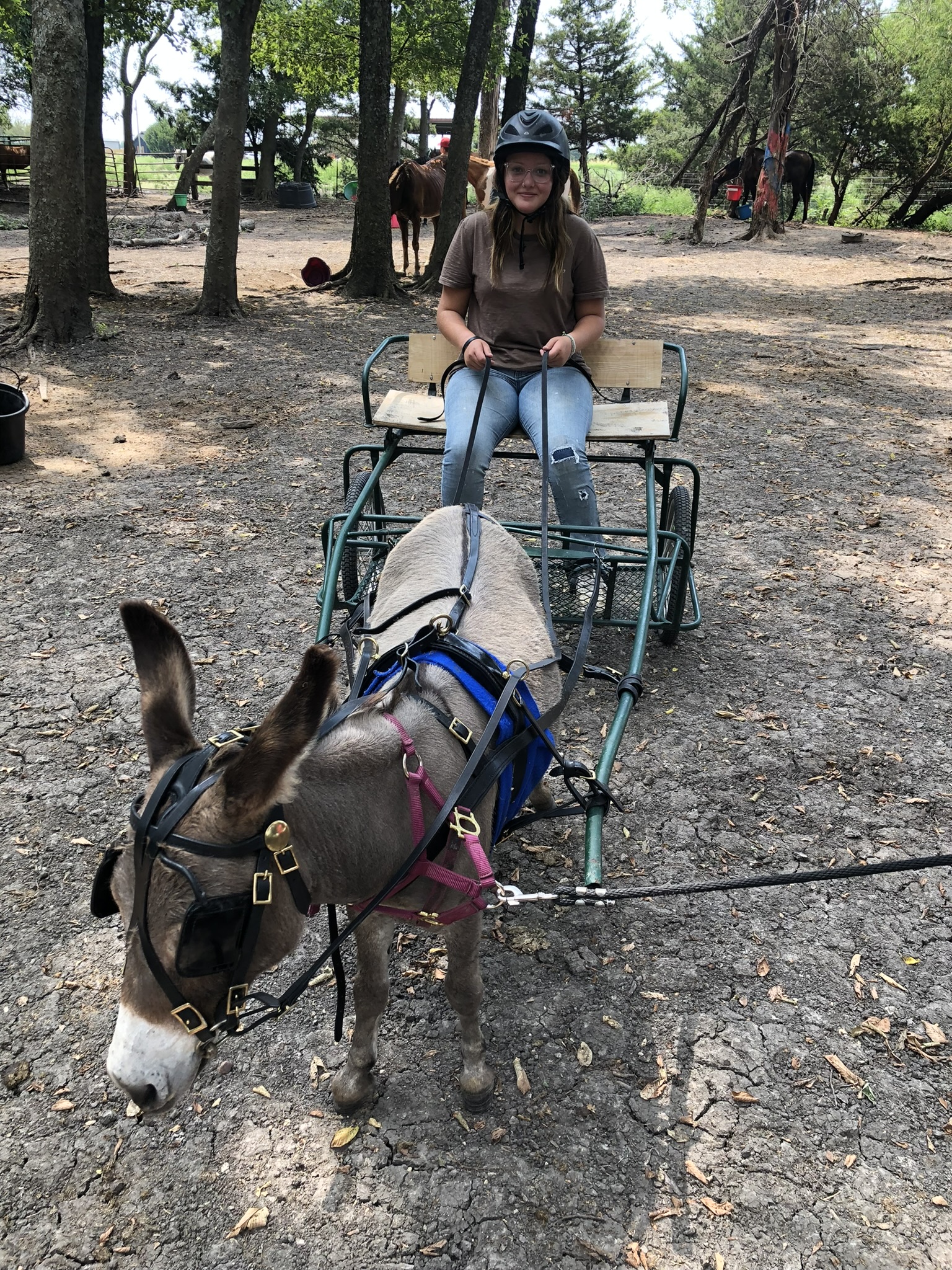 Cart Rides